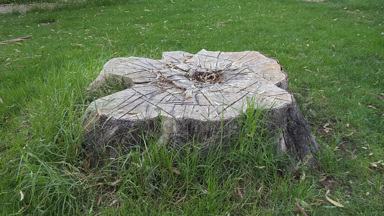 Učinite to s panjem nakon što ga prerežete. Nestat će brže nego što mislite.