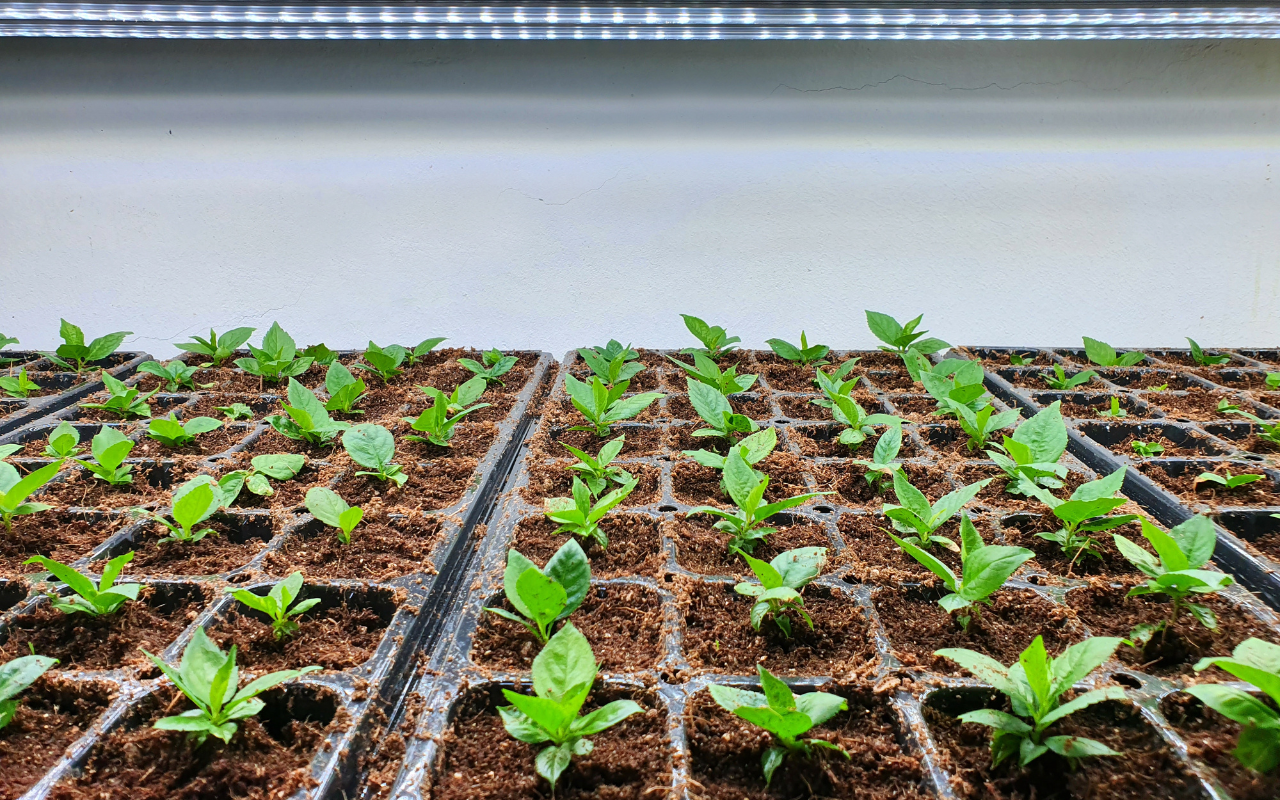 Kalijevo gnojivo za jake, zdrave sadnice i obilne žetve. Češki vrtlari koriste ga već generacijama.