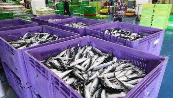 Kapetan ribarskog broda otpušten jer je pristao u baskijskoj luci s pet tona skuše više od prijavljenog