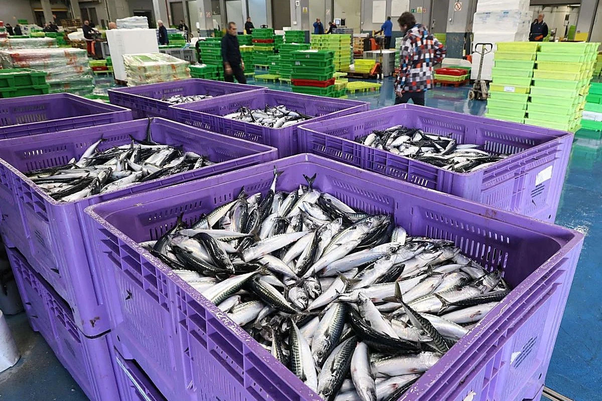 Kapetan ribarskog broda otpušten jer je pristao u baskijskoj luci s pet tona skuše više od prijavljenog