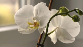 Pospite pola čajne žličice u lonac orhideje i biljka će ponovno procvjetati.