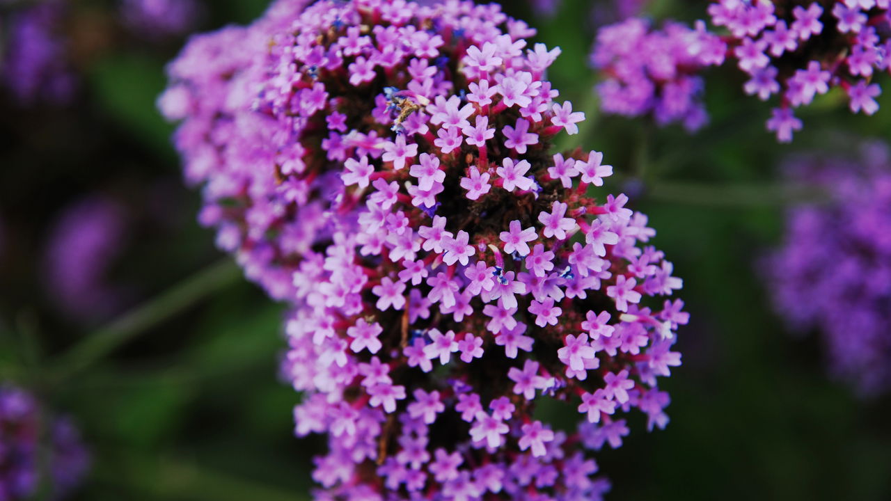Ukrasit će vaš vrt do jeseni. Nemojte propustiti razdoblje sjetve.