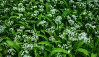 Najzdravšia rastlina rastúca na Slovensku na jar. Sezóna sa čoskoro začne a odborníci netrpezlivo očakávajú jej príchod.