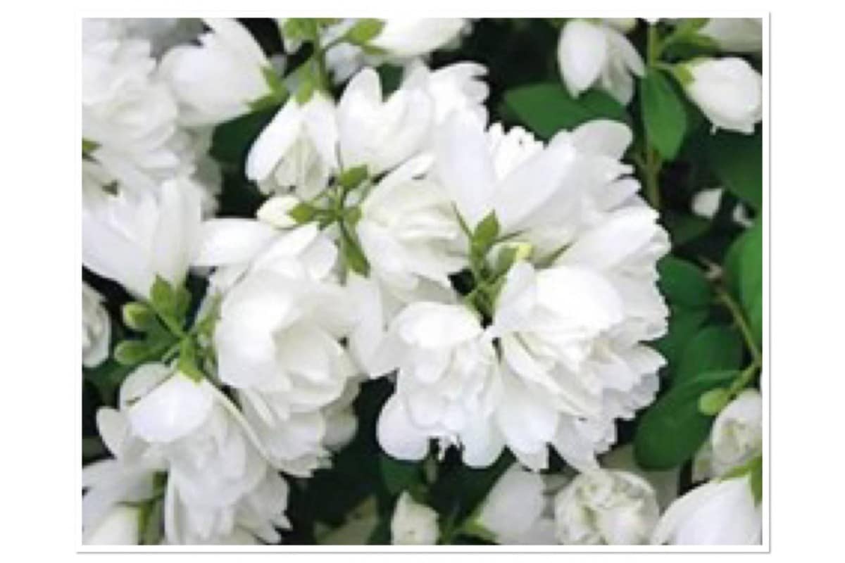 Kako razmnožiti rajski jasmin: vaš će vrt cvjetati 365 dana u godini.