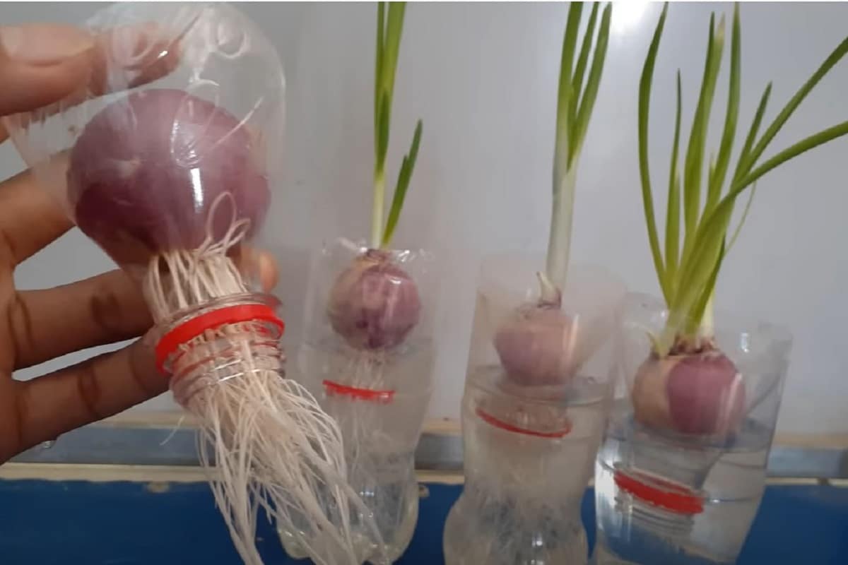 Svež mladi luk spreman za berbu