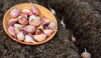 Záhradkársky kalendár: V februári vysádzame zelenú cibuľu a cesnak do otvorenej pôdy.