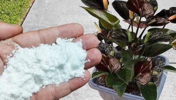 Zugabe von Bikarbonat zum Topfboden: Wozu ist das gut und wann sollte man es tun?