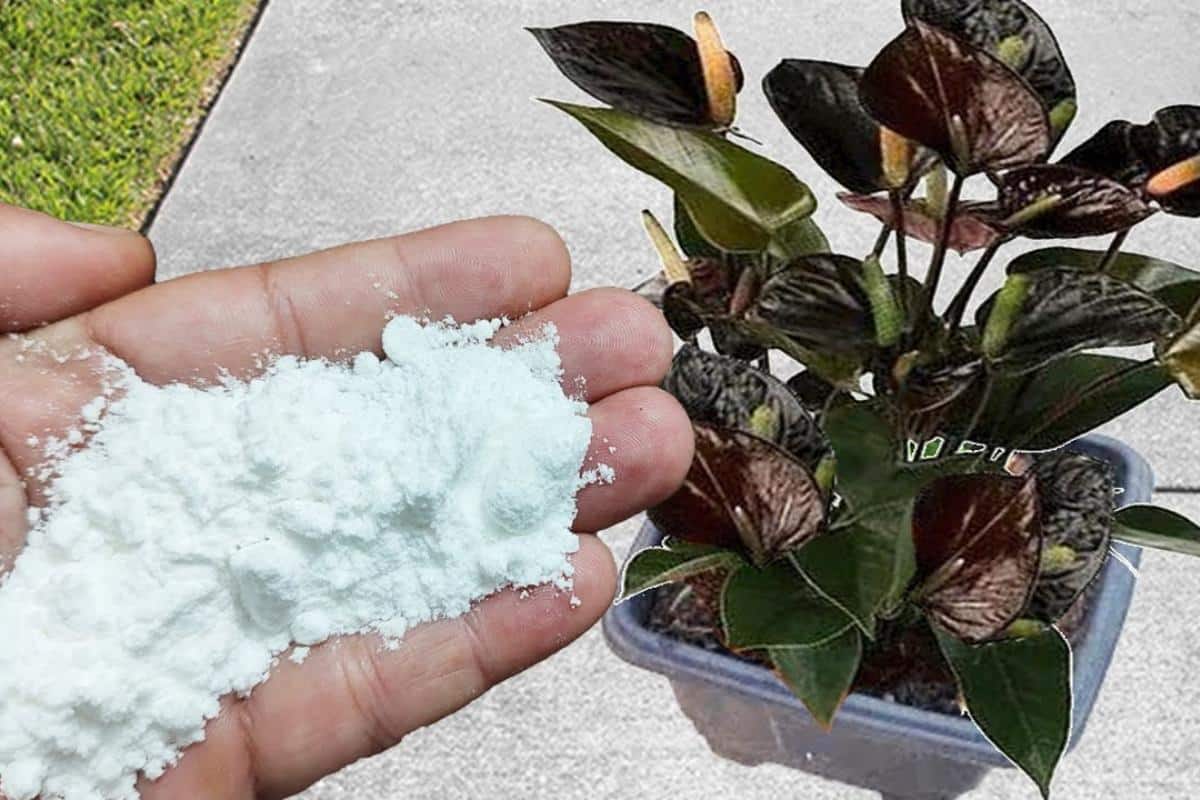 Zugabe von Bikarbonat zum Topfboden: Wozu ist das gut und wann sollte man es tun?