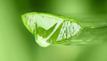 Ako dodať vlasom lesk pomocou malého množstva aloe vera: účinná domáca maska.