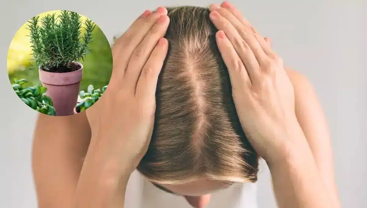 Kako spriječiti gubitak kose kod žena pomoću ružmarina: učinkovit kućni lijek