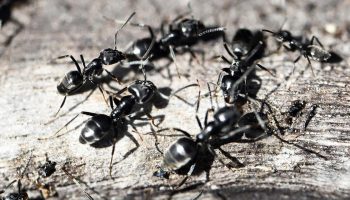 Invazia furnicilor negre: cum să scapi de ele în grădină și în jurul casei?