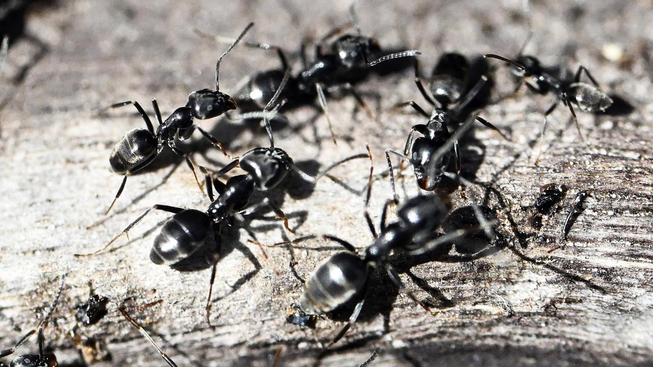 Invazia furnicilor negre: cum să scapi de ele în grădină și în jurul casei?