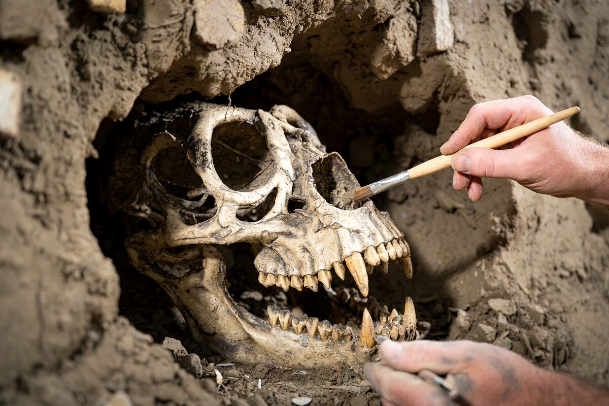 Fosilizovana lobanja vodozemca istraživanje