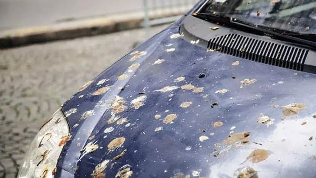 Voda ili alkohol neće pomoći: jednostavan način da očistite svoj automobil od ptičjeg izmeta i ostavite ga potpuno čistim.