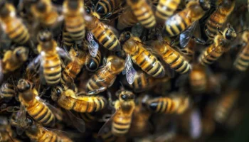 Un moment istoric: albinele, primul insect din istorie care a primit drepturi legale de protecție.