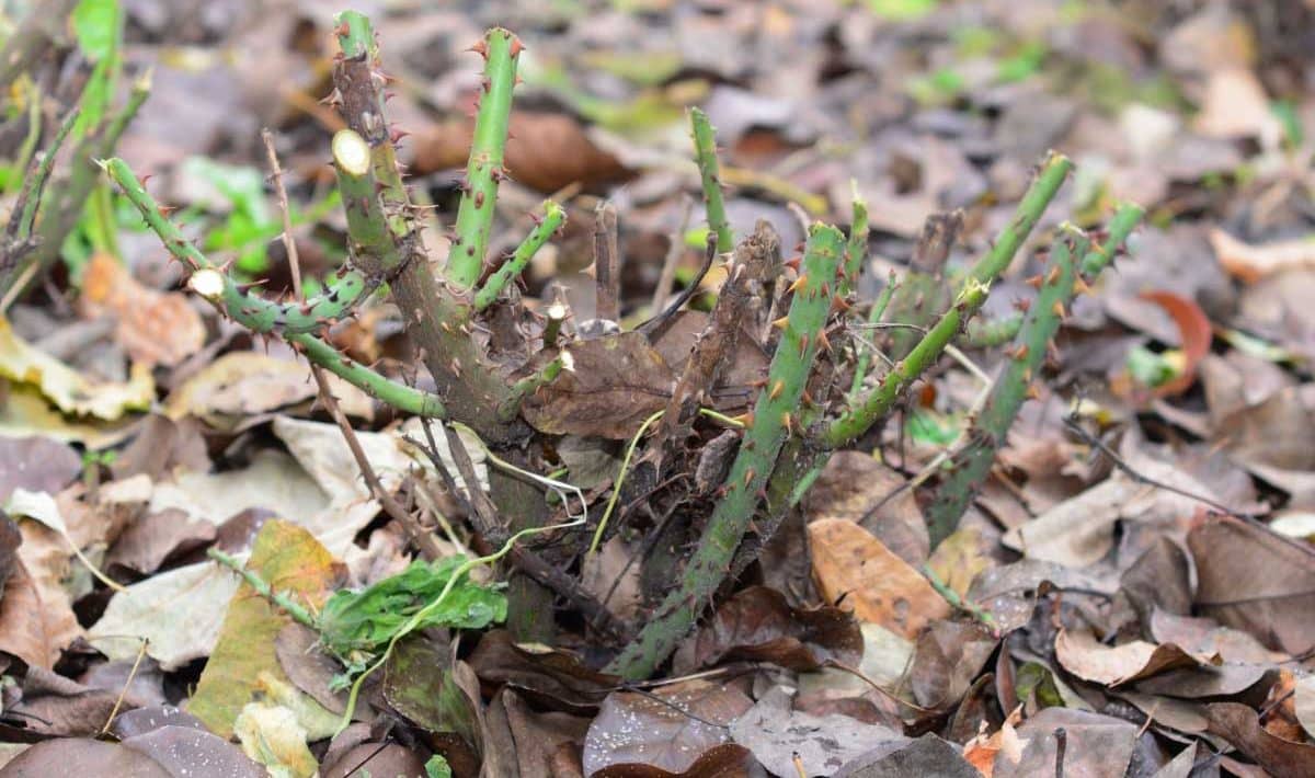 Strihanie ruží: strihajte ich kratšie! Radikálna rada pre bohaté kvitnutie.