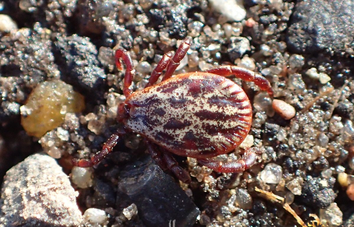 Je li istina? Što je zima hladnija, to je ljeti manje štetnika.