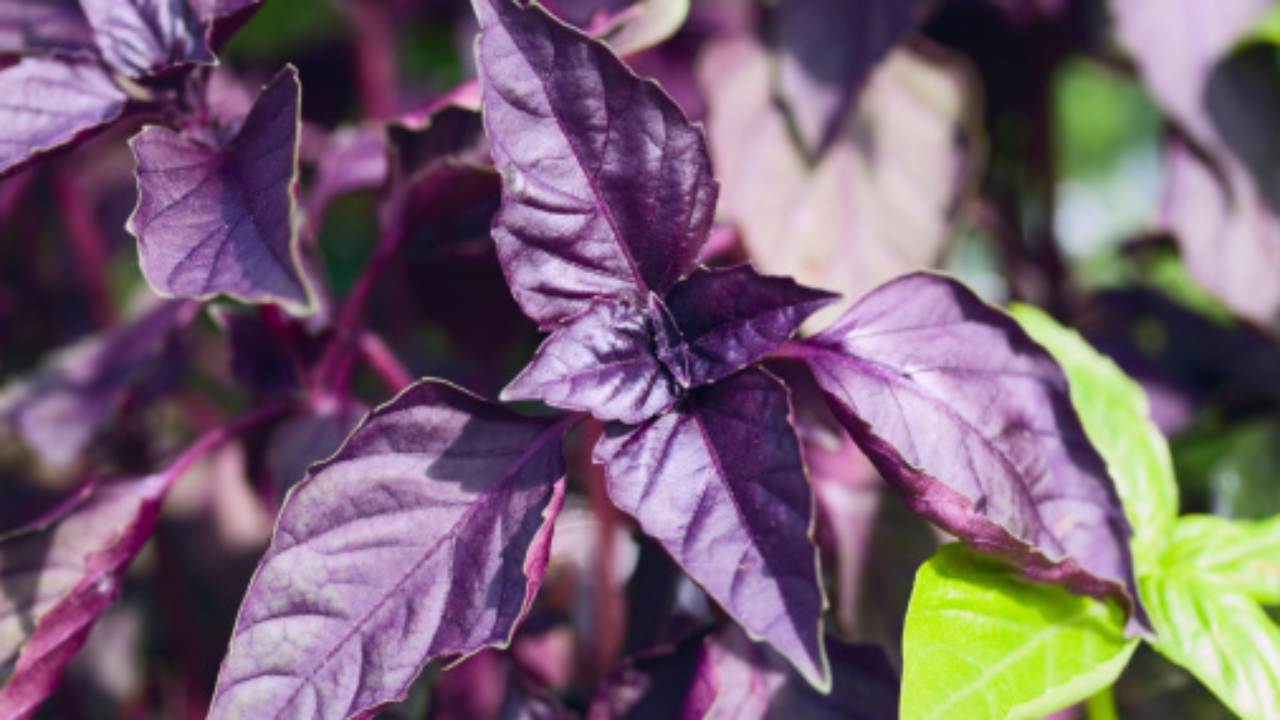 Tri mirisne biljke koje treba posaditi u veljači kako bi se vrt ispunio ugodnim mirisom.