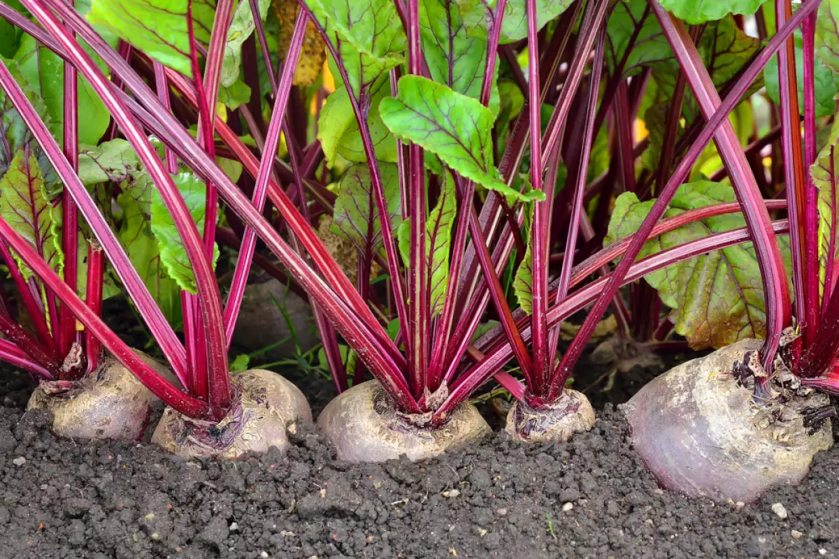 Nikada ne sadite ovu biljku pored rajčice. Umjesto žetve, imat ćete probleme.