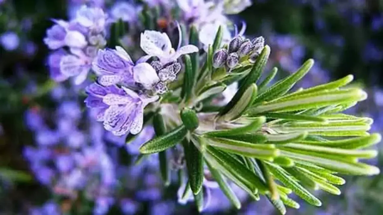 Tri mirisne biljke koje treba posaditi u veljači kako bi se vrt ispunio ugodnim mirisom.