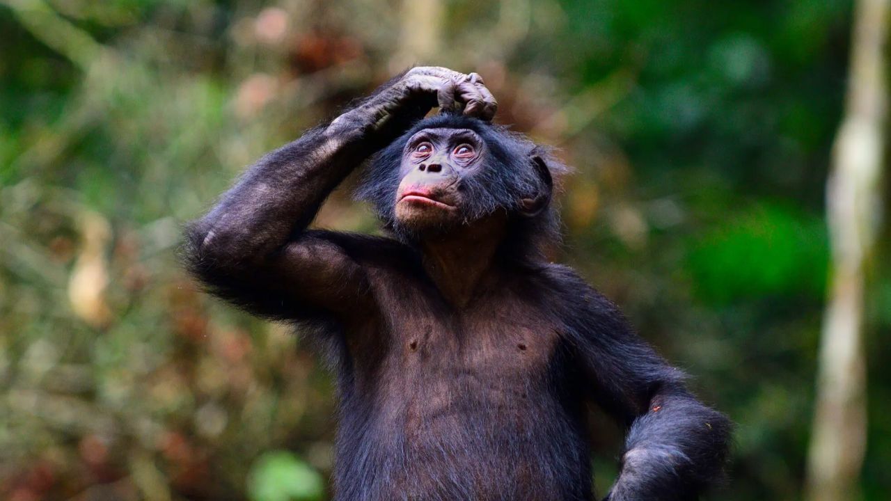 Ovaj bonobo pokazuje da mašta nije svojstvena samo ljudima i tjera nas da preispitamo što nas doista čini posebnima.