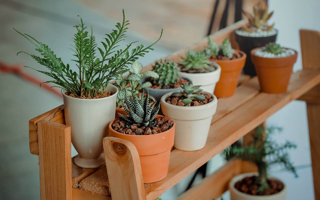 Posipanje posude za cvijeće krupnom soli: zašto se preporučuje i za što je potrebna.