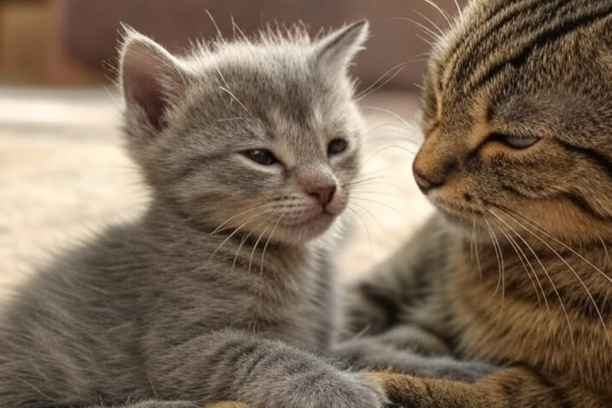 Malo mače sa majkom