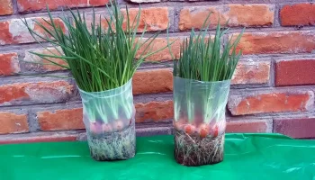 Cibuľa rastie bez pôdy a vody a len málo ľudí o tom vie.