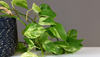 Scindapsus-kasvin kastelu riisivedellä: miksi se on suositeltavaa ja miksi se on hyödyllistä.