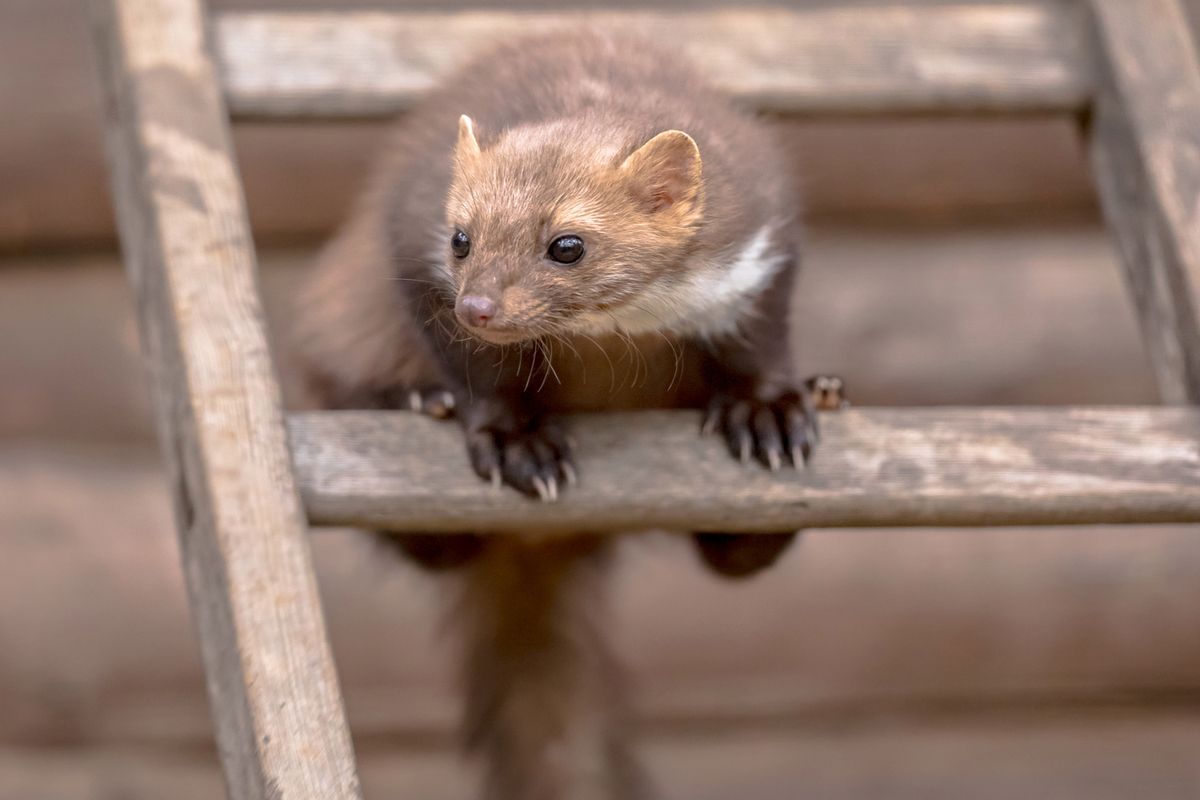 Raspršite sredstvo na nekoliko mjesta. Lasice bježe od straha.