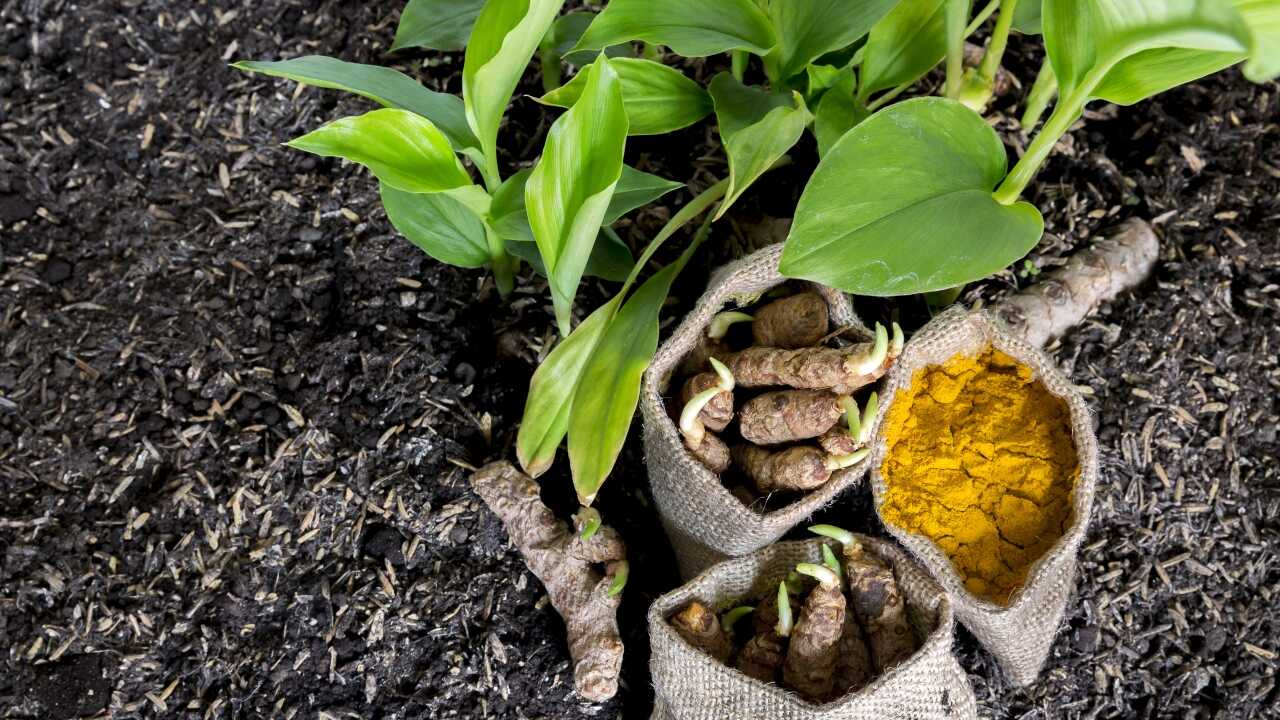 Uzgoj kurkume u loncima: kako uzgojiti lijepu i zdravu biljku.