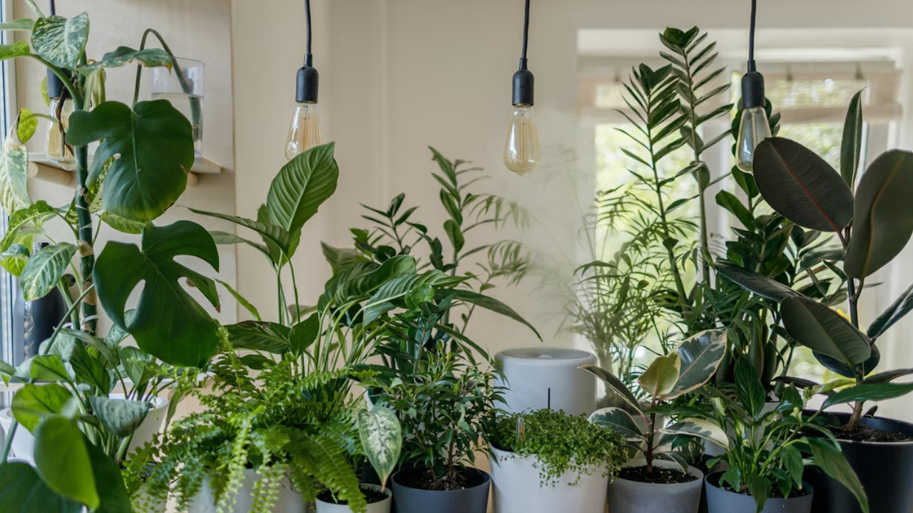 Što psihološki znači napuniti svoj dom biljkama?