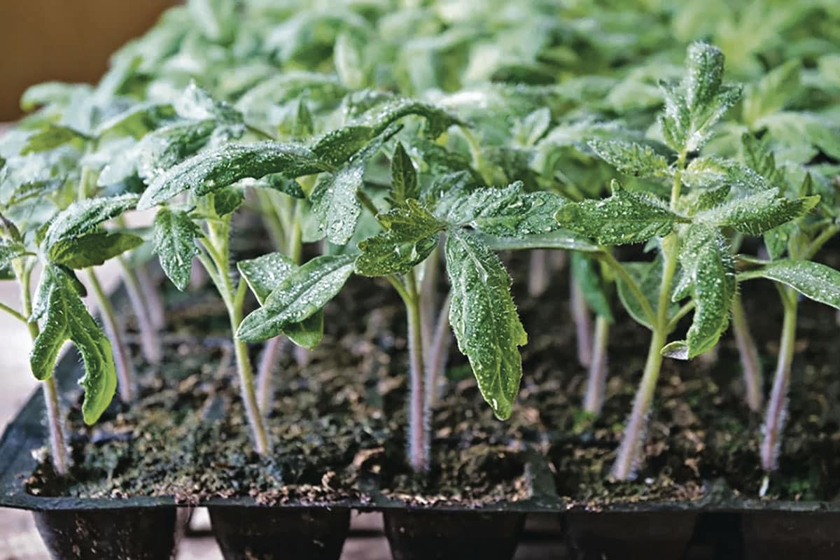 Nečakajte na marec. Zasejte túto zeleninu teraz a budete mať zdravé sadeničky.