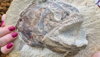 Fossielen van meer dan 500 miljoen jaar oud onthullen een onverwacht detail over het gezichtsvermogen van de eerste gewervelde dieren