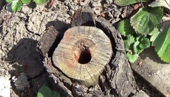 Toarnă asta în trunchi și se va descompune singur. Nu e nevoie să sapi.