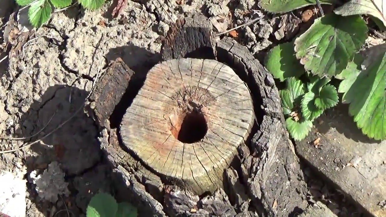 Toarnă asta în trunchi și se va descompune singur. Nu e nevoie să sapi.