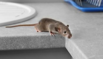 Jediný zápach ich prinúti utiecť: ako sa ľahko zbaviť myší v dome