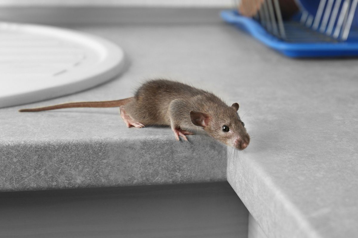 Jediný zápach ich prinúti utiecť: ako sa ľahko zbaviť myší v dome
