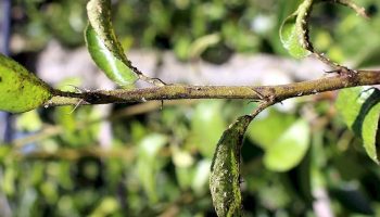 Hruškový chrobák na ovocných stromoch. Môžu ho zničiť olejové a medené spreje?