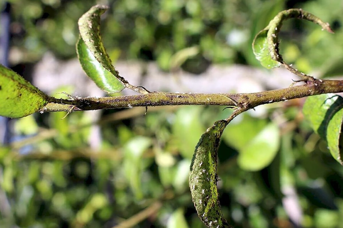 Hruškový chrobák na ovocných stromoch. Môžu ho zničiť olejové a medené spreje?