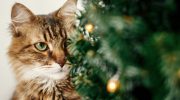 Ni kućne zamke ni komplicirane tehnike: Trik kako da vaša mačka ne sruši božićno drvce