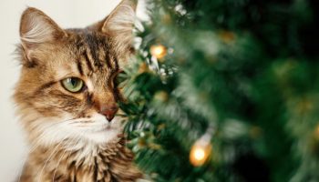 Ni kućne zamke ni komplicirane tehnike: Trik kako da vaša mačka ne sruši božićno drvce