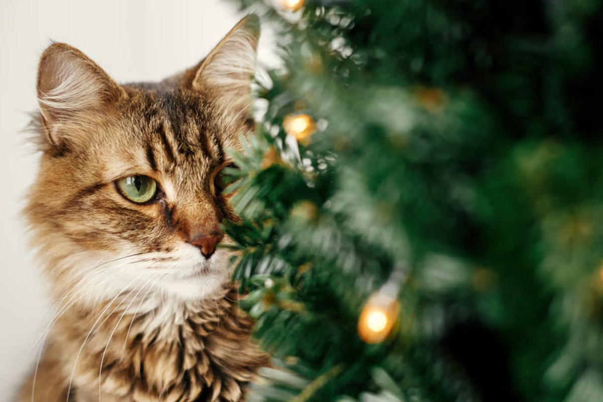 Ni kućne zamke ni komplicirane tehnike: Trik kako da vaša mačka ne sruši božićno drvce