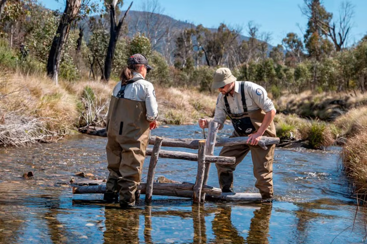Luksuzni Domovi Ispod Površine: Kako Australija Spašava Ugrožene Slatkovodne Ribe?