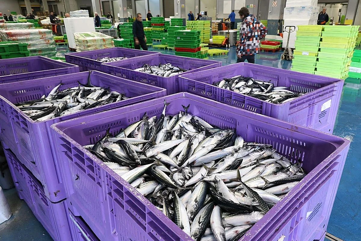 Kapetan ribarskog broda otpušten nakon što je u baskijskoj luci iskrcao pet tona skuše više nego što je prijavio