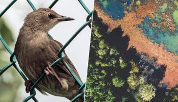 Iberski poluotok pod opsadom: Preko 1.200 invazivnih vrsta stiglo je – i ostaje!