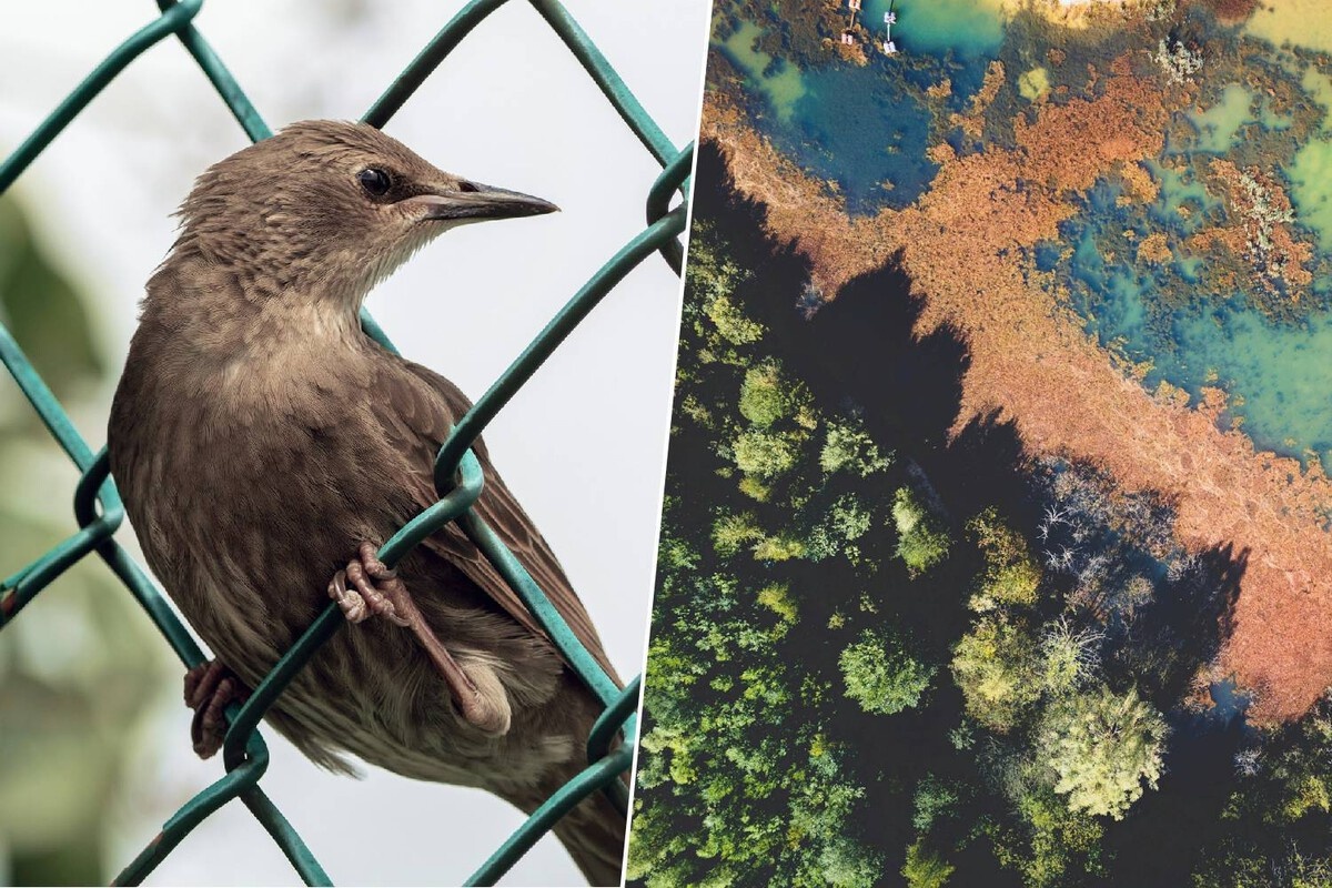 Iberski poluotok pod opsadom: Preko 1.200 invazivnih vrsta stiglo je – i ostaje!