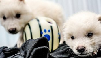 Nevjerojatno Rođenje ‘Strašnih Vukova’ Pokreće Globalnu Raspravu: Je li Povratak Izumrlih Vrsta Znanstveno Čudo ili Pandorina Kutija?