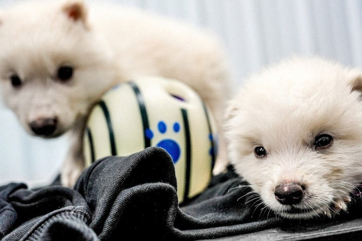 Nevjerojatno Rođenje ‘Strašnih Vukova’ Pokreće Globalnu Raspravu: Je li Povratak Izumrlih Vrsta Znanstveno Čudo ili Pandorina Kutija?