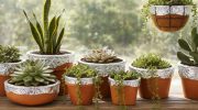 Upotreba aluminijumske folije u saksijama sa sukulentima: zašto je potrebna i kako je koristiti